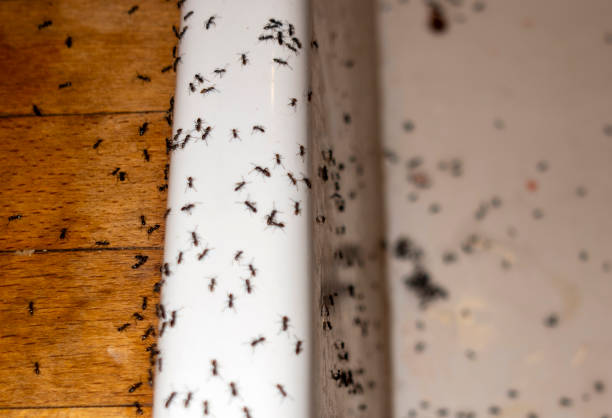 Best Cockroach Control Services  in Charlestown, MD